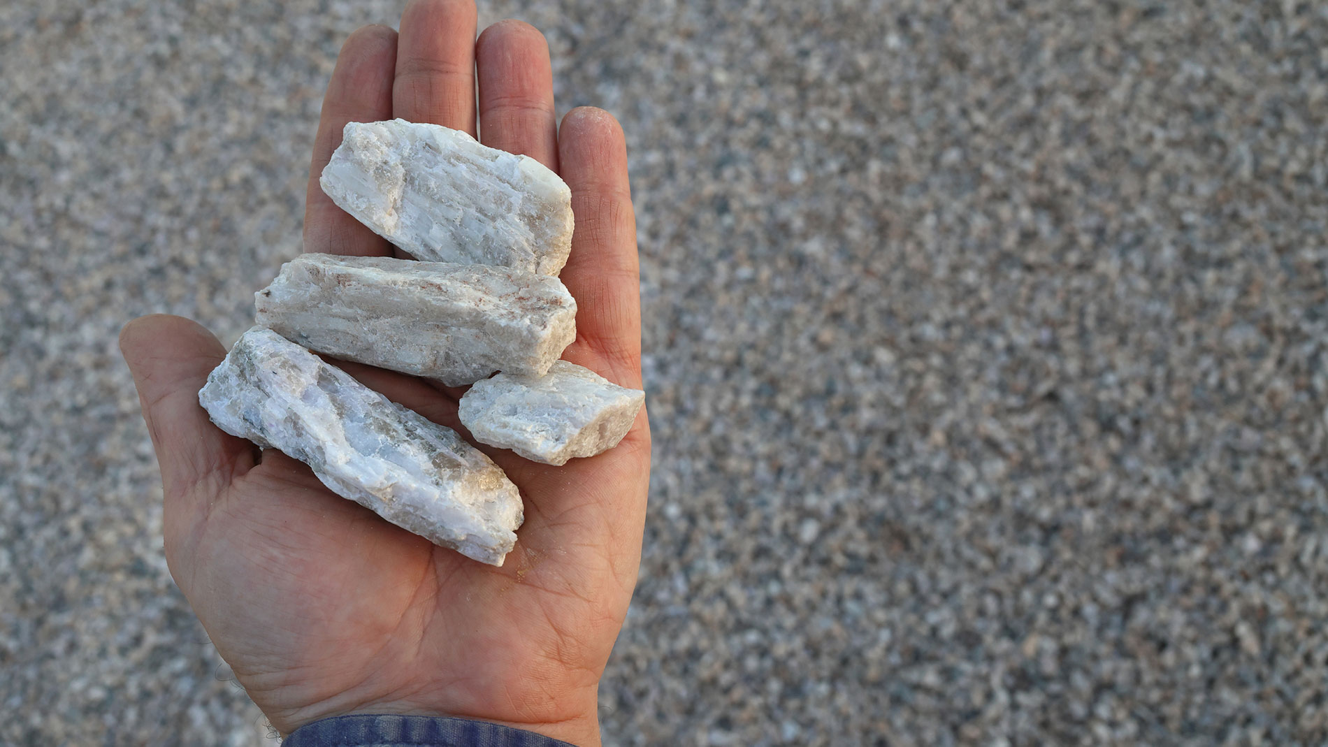 Hand hält rohe Lithium-Spodumen-Steine, wichtig für die Batterieproduktion.